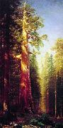 Albert Bierstadt The Great Trees, Mariposa Grove, California Norge oil painting reproduction